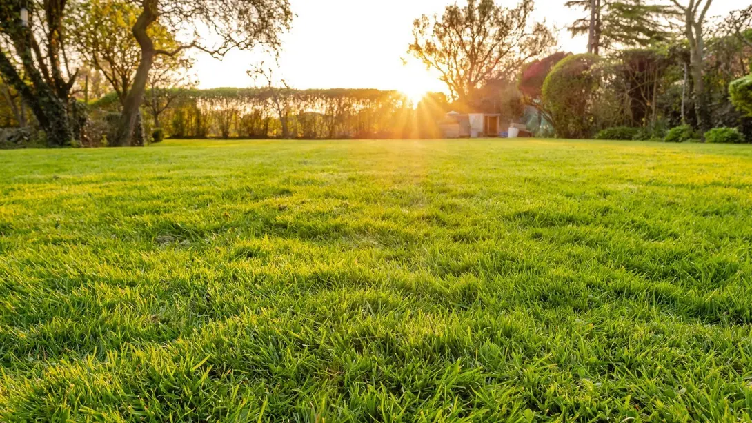 Grüne Rasenfläche mit Bäumen und Sonnenlicht als Symbol für Grundstück, Garten und naturnahes Wohnen in Diepenau-Essern.