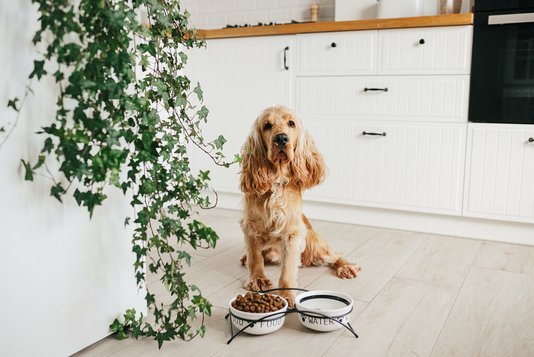 hund-in-der-kueche