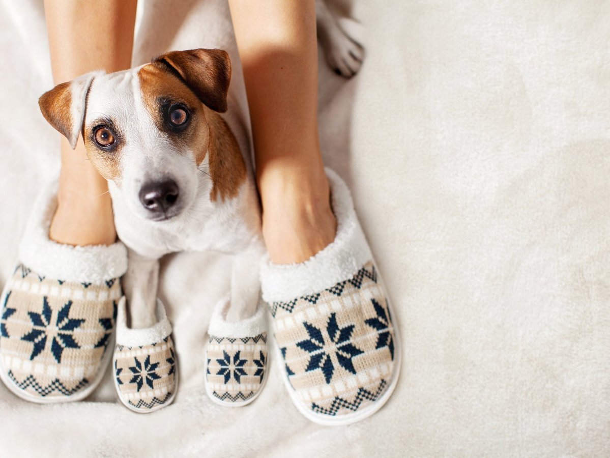 Kleiner Hund sitzt zwischen den Beinen einer Person auf hellem Boden